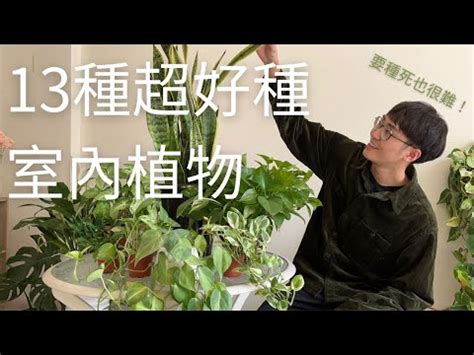 好種的植物室外